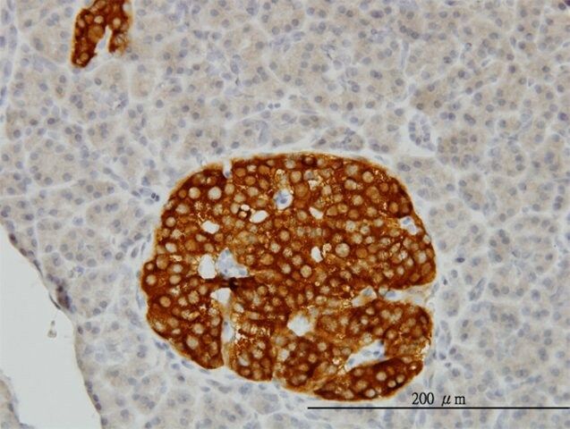 Monoclonal Anti-RAB3B antibody produced in mouse