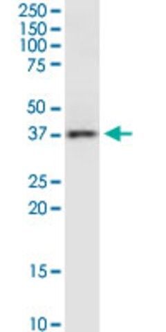 Monoclonal Anti-RAMP3 antibody produced in mouse