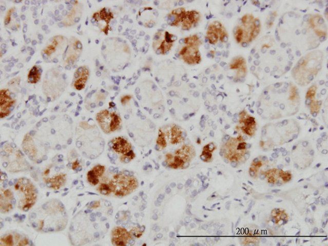 Monoclonal Anti-RAB43 antibody produced in mouse