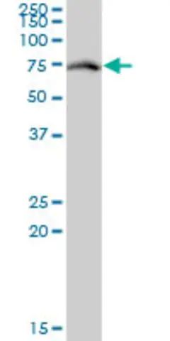 Monoclonal Anti-RACGAP1 antibody produced in mouse