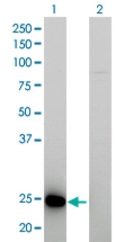 Monoclonal Anti-RAB39B antibody produced in mouse