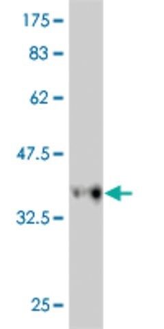 Monoclonal Anti-RFC3 antibody produced in mouse