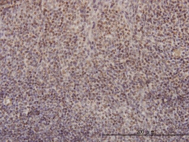 Monoclonal Anti-RFC4 antibody produced in mouse