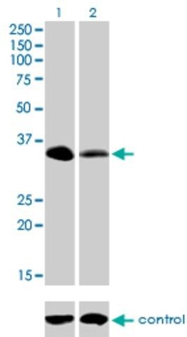 Monoclonal Anti-RFFL antibody produced in mouse