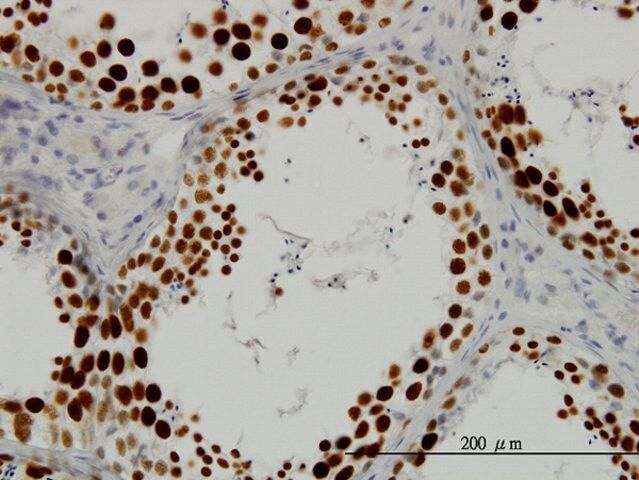 Monoclonal Anti-SFRS14 antibody produced in mouse