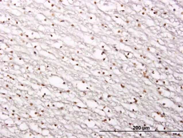 Monoclonal Anti-SIRT1 antibody produced in mouse