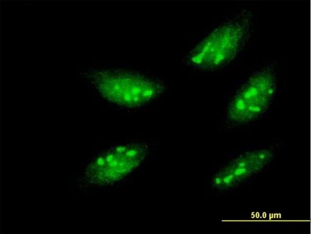 Monoclonal Anti-MEOX1 antibody produced in mouse