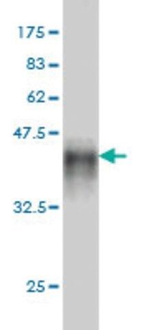 Monoclonal Anti-MAST2 antibody produced in mouse