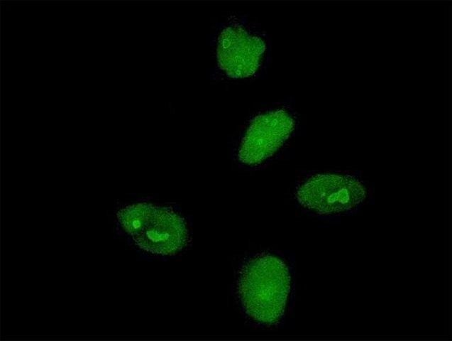 Monoclonal Anti-MKRN3 antibody produced in mouse