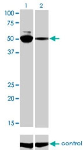 Monoclonal Anti-MYCN antibody produced in mouse