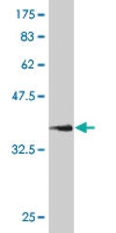 Monoclonal Anti-NCAM1 antibody produced in mouse