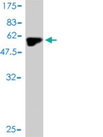 Monoclonal Anti-MYOG antibody produced in mouse