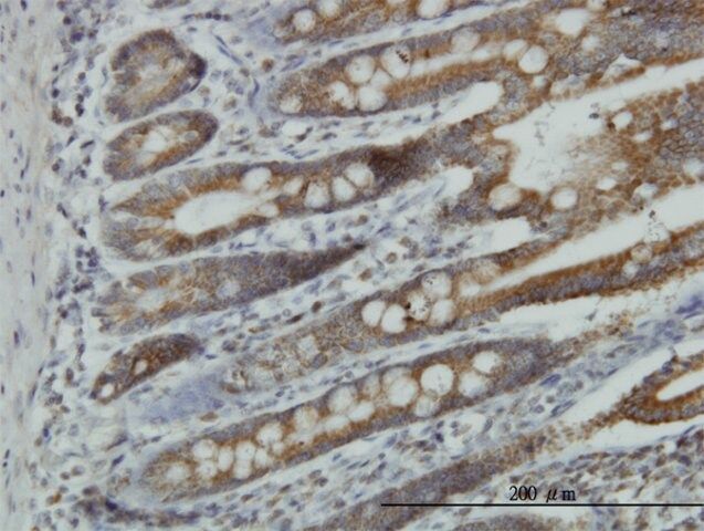 Monoclonal Anti-NDUFA9 antibody produced in mouse