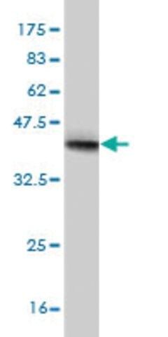 Monoclonal Anti-NEB antibody produced in mouse