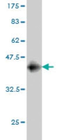 Monoclonal Anti-NALP12 antibody produced in mouse