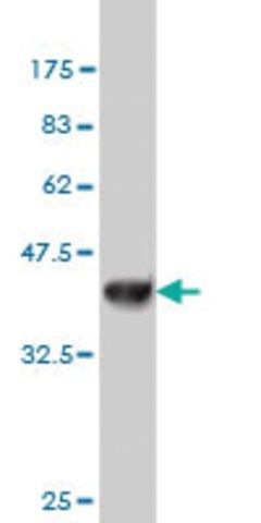 Monoclonal Anti-NDST3 antibody produced in mouse