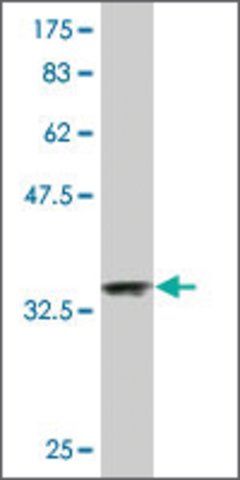 Monoclonal Anti-NDUFA2 antibody produced in mouse