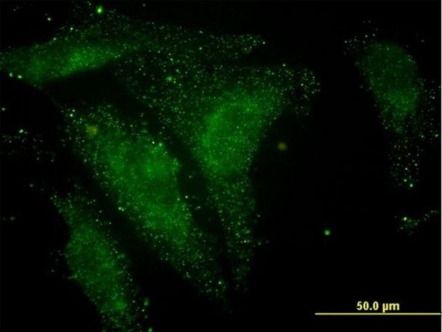 Monoclonal Anti-NELL1 antibody produced in mouse