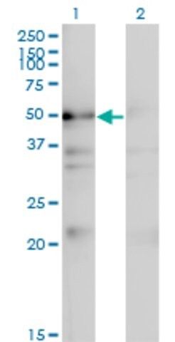 Monoclonal Anti-NADK antibody produced in mouse