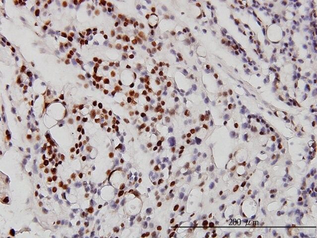 Monoclonal Anti-NEUROD1 antibody produced in mouse