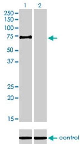 Monoclonal Anti-MYST2 antibody produced in mouse