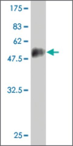 Monoclonal Anti-NOG antibody produced in mouse