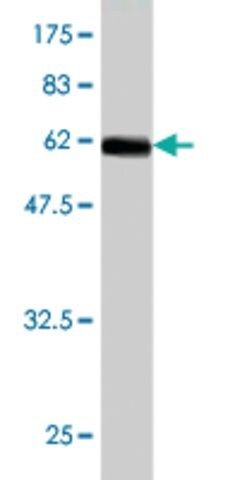 Monoclonal Anti-NR2E3 antibody produced in mouse