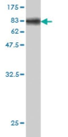 Monoclonal Anti-NMT2 antibody produced in mouse