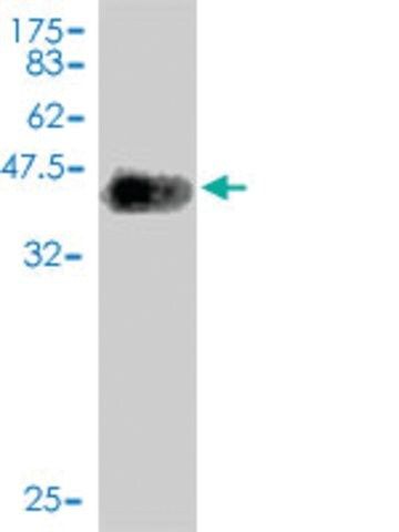 Monoclonal Anti-NLGN4Y antibody produced in mouse