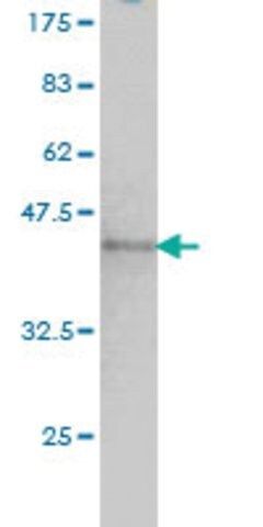 Monoclonal Anti-NUMA1 antibody produced in mouse