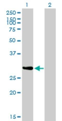 Monoclonal Anti-NRBP2 antibody produced in mouse