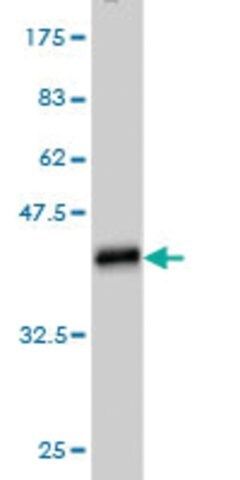 Monoclonal Anti-NMNAT2 antibody produced in mouse