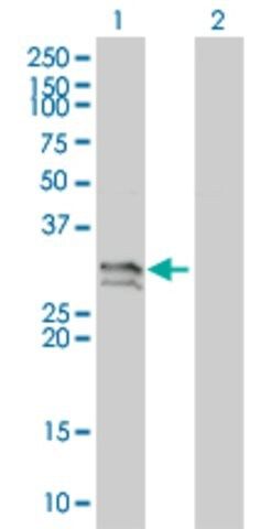 Monoclonal Anti-NT5E antibody produced in mouse