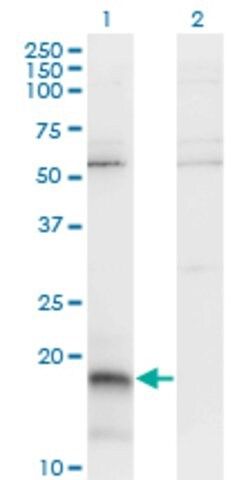 Monoclonal Anti-PAEP antibody produced in mouse