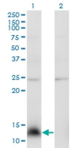 Monoclonal Anti-NPY antibody produced in mouse