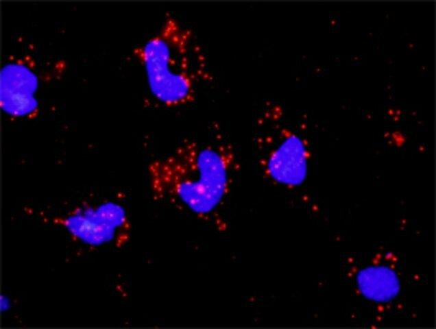 Monoclonal Anti-PAK2 antibody produced in mouse