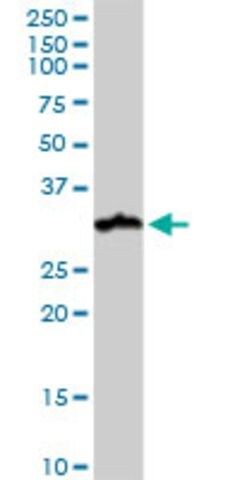 Monoclonal Anti-NUDT21 antibody produced in mouse