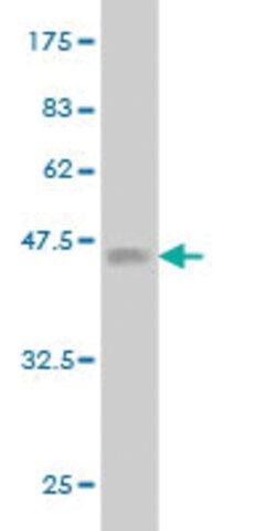 Monoclonal Anti-NRP2 antibody produced in mouse