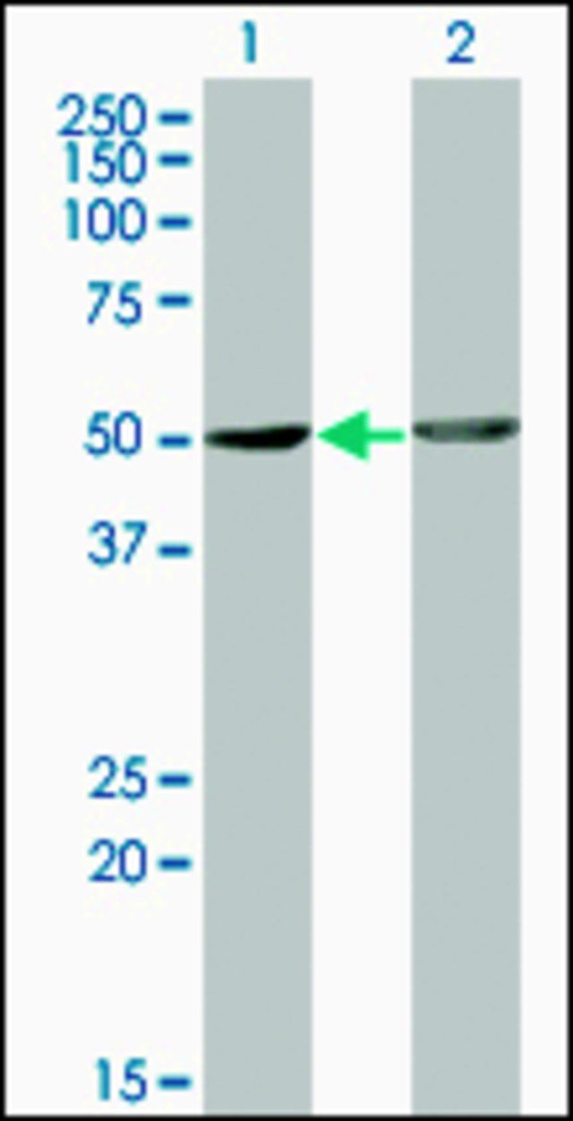 Monoclonal Anti-OMD antibody produced in mouse