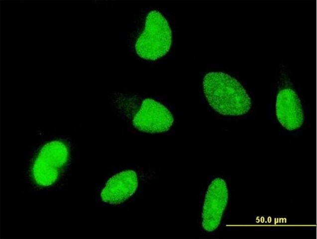 Monoclonal Anti-OTX1 antibody produced in mouse