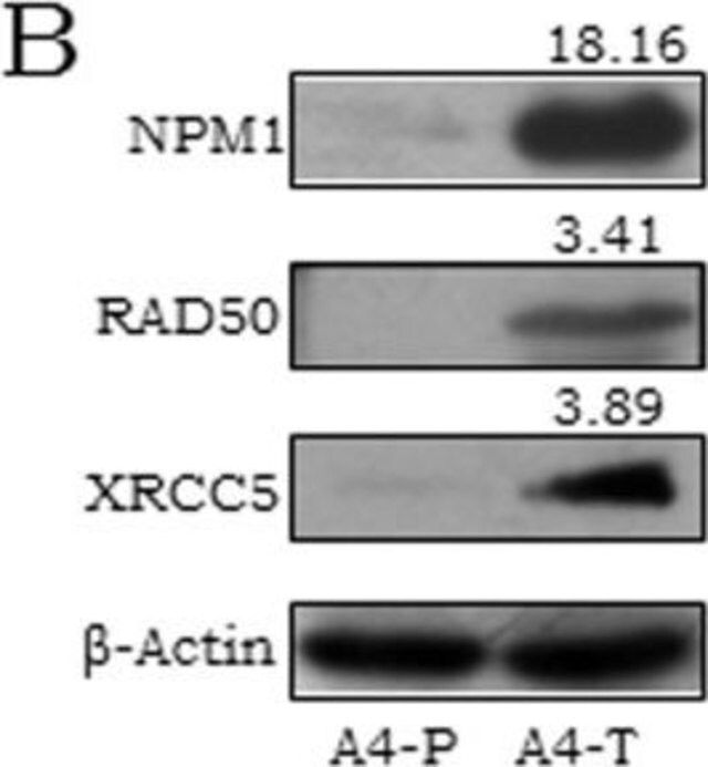 Monoclonal Anti-NPM1 antibody produced in mouse