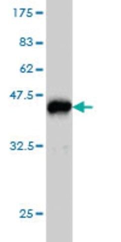 Monoclonal Anti-PAFAH1B1 antibody produced in mouse