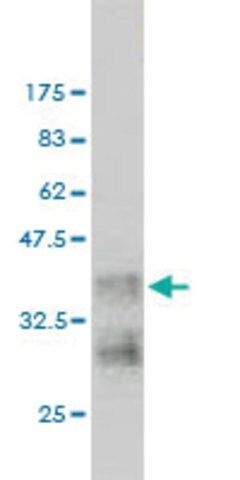 Monoclonal Anti-NRAS antibody produced in mouse