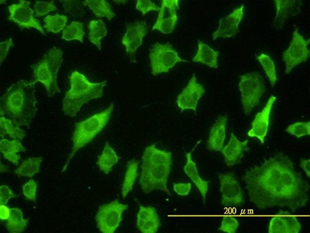 Monoclonal Anti-PARD6B antibody produced in mouse