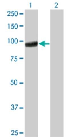 Monoclonal Anti-PCDHGA5 antibody produced in mouse