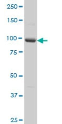 Monoclonal Anti-PCDHA5 antibody produced in mouse