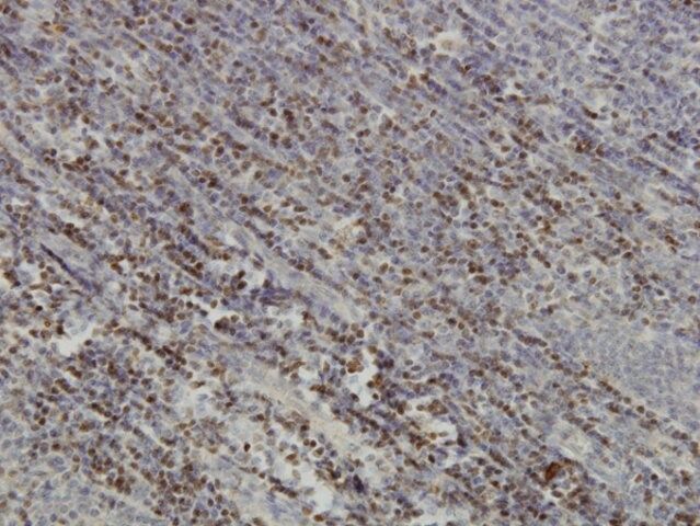 Monoclonal Anti-PAX5 antibody produced in mouse