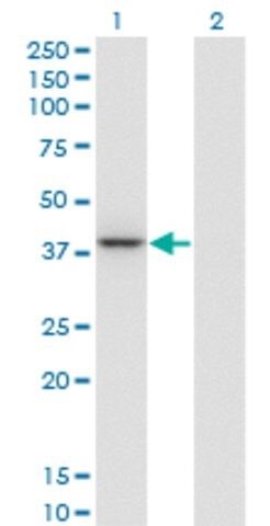 Monoclonal Anti-PARVG antibody produced in mouse