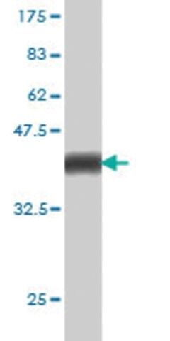 Monoclonal Anti-PCDHGA1 antibody produced in mouse