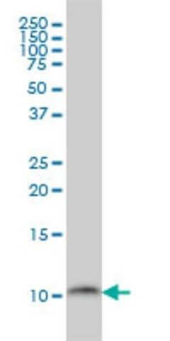 Monoclonal Anti-PCBD1 antibody produced in mouse